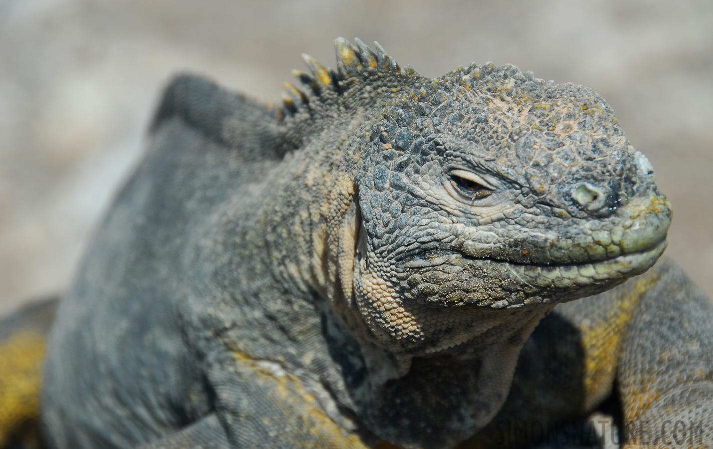 Conolophus pallidus [200 mm, 1/250 sec at f / 8.0, ISO 100]